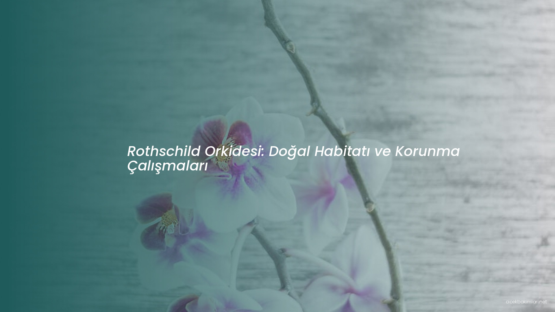 Rothschild Orkidesi: Doğal Habitatı ve Korunma Çalışmaları