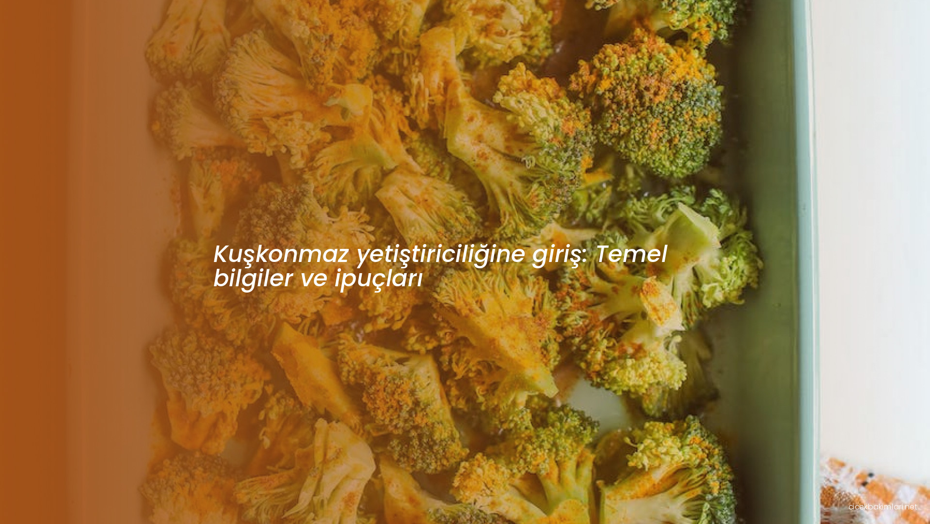 Kuşkonmaz yetiştiriciliğine giriş: Temel bilgiler ve ipuçları