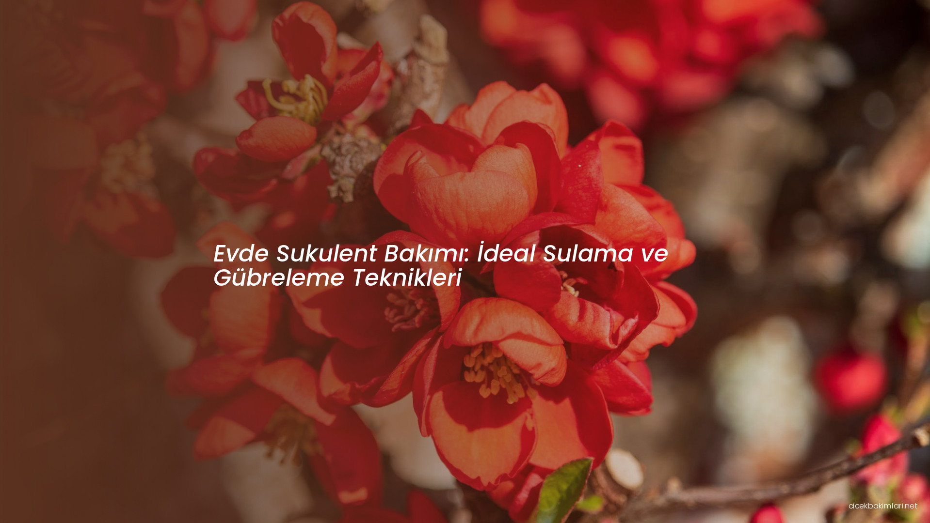 Evde Sukulent Bakımı: İdeal Sulama ve Gübreleme Teknikleri