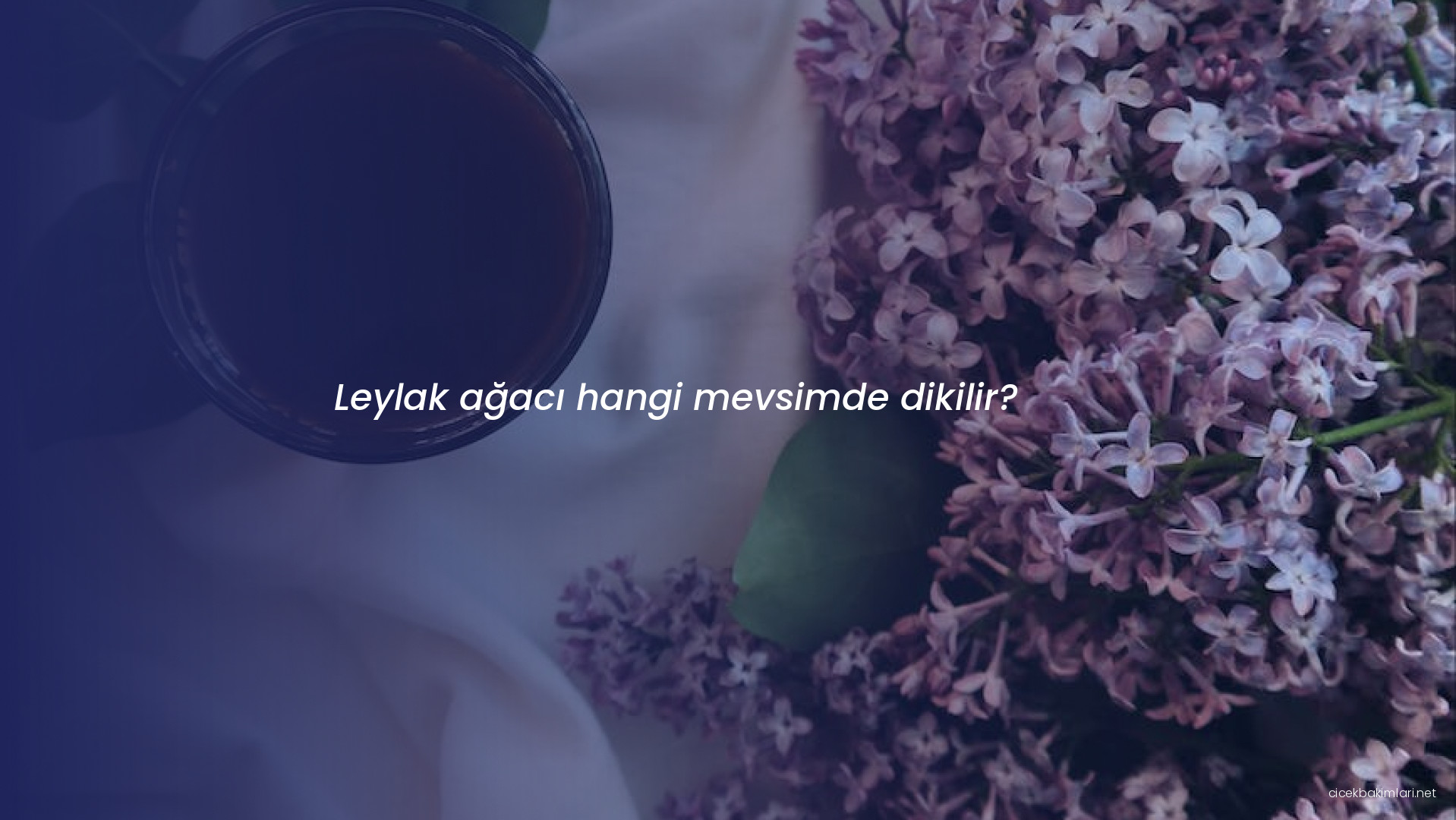 Leylak ağacı hangi mevsimde dikilir?