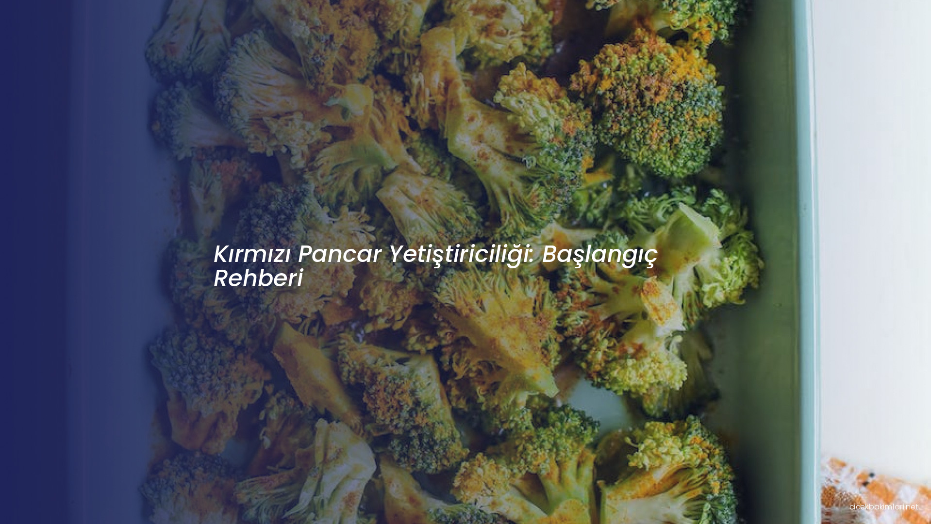 Kırmızı Pancar Yetiştiriciliği: Başlangıç Rehberi