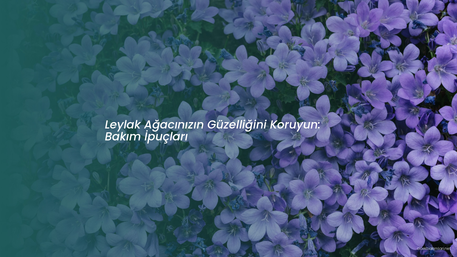 Leylak Ağacınızın Güzelliğini Koruyun: Bakım İpuçları