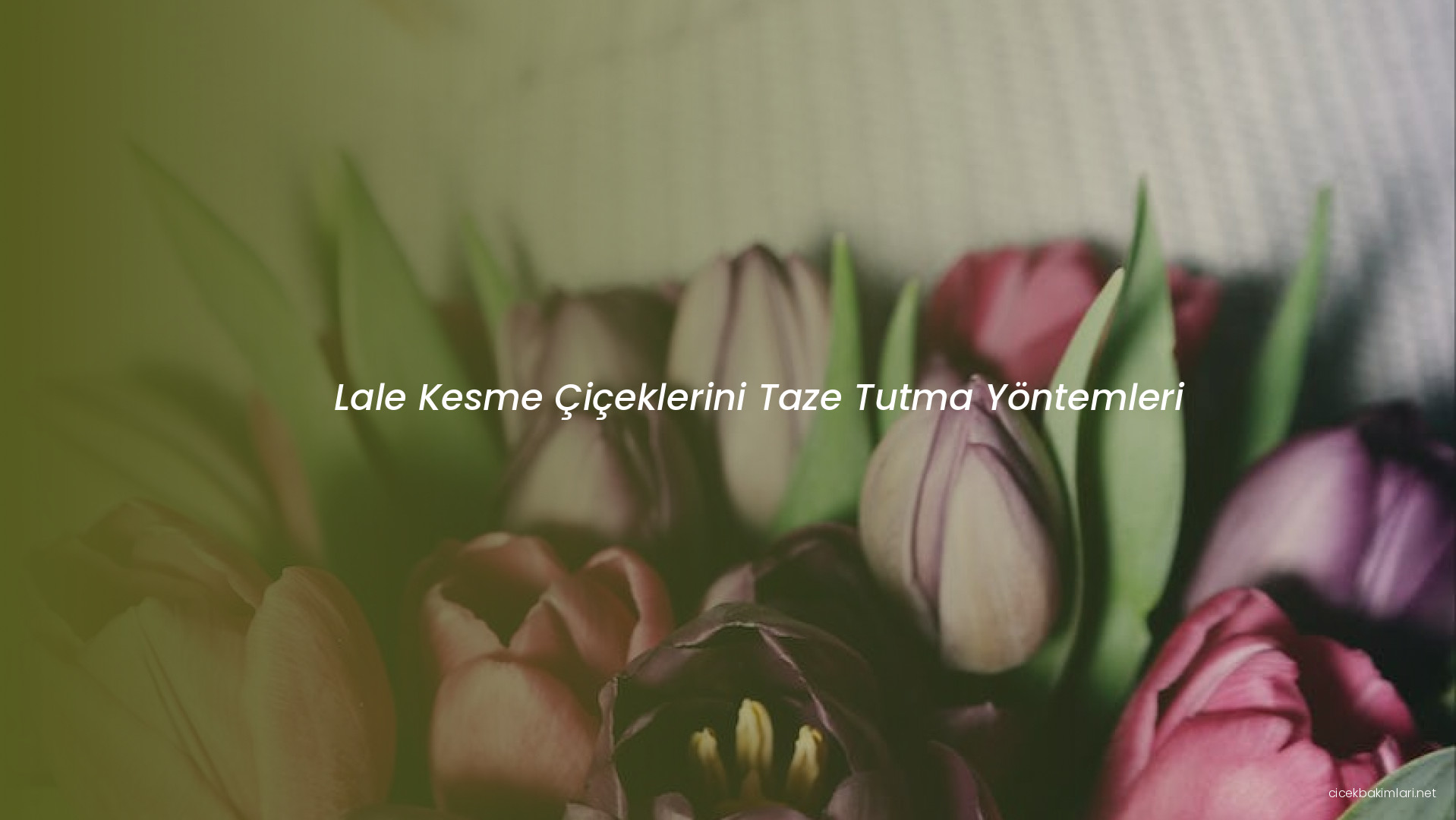 Lale Kesme Çiçeklerini Taze Tutma Yöntemleri