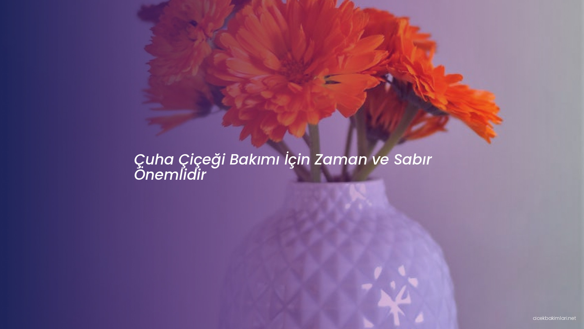 Çuha Çiçeği Bakımı İçin Zaman ve Sabır Önemlidir