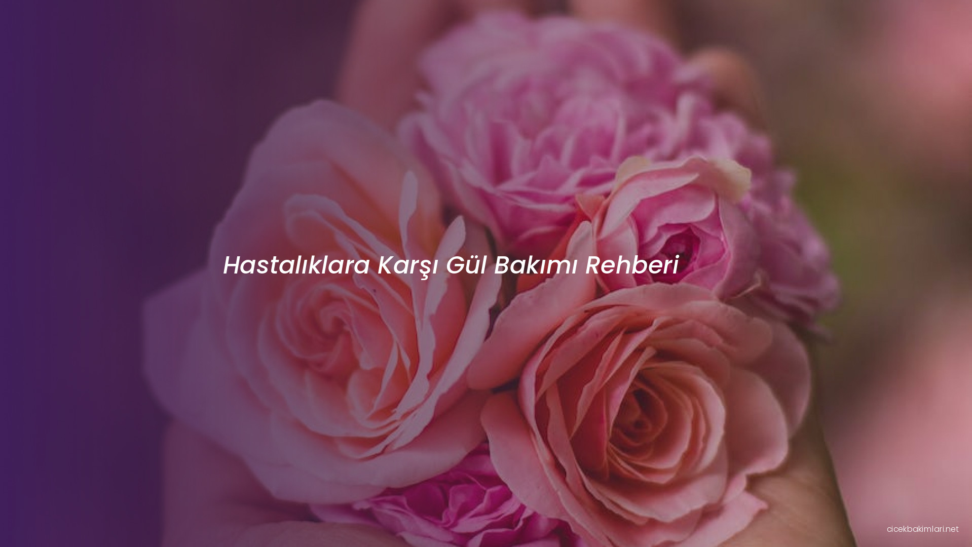 Hastalıklara Karşı Gül Bakımı Rehberi