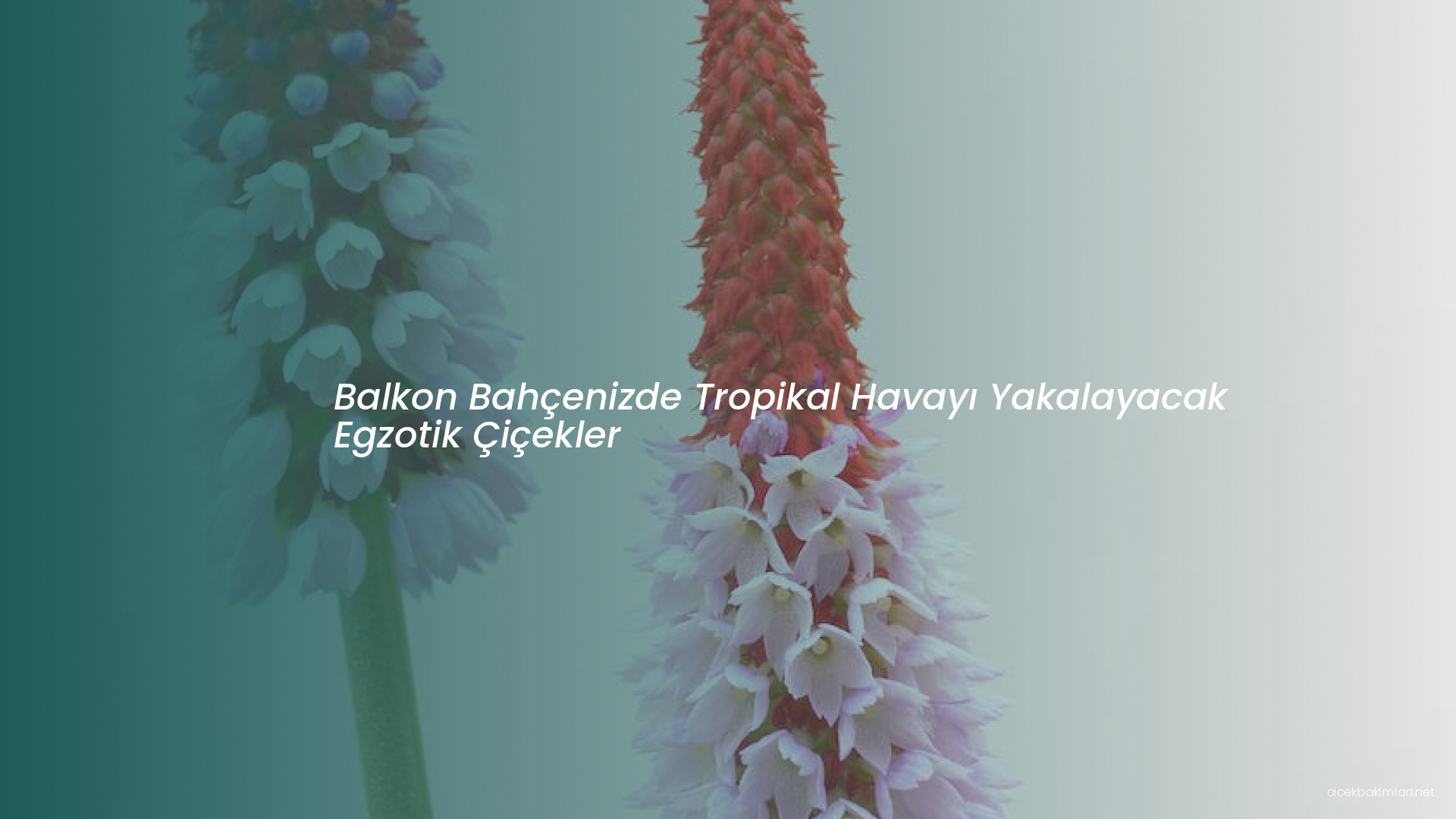 Balkon Bahçenizde Tropikal Havayı Yakalayacak Egzotik Çiçekler