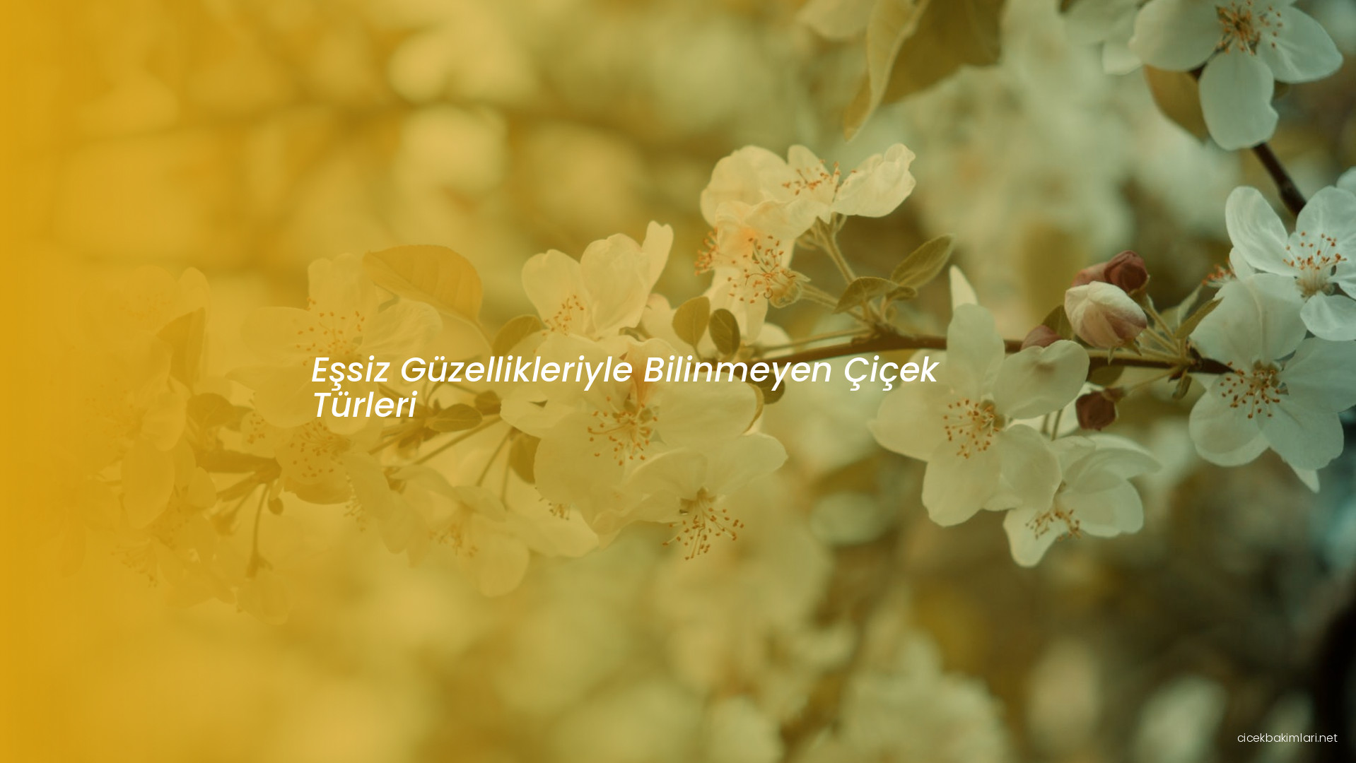 Eşsiz Güzellikleriyle Bilinmeyen Çiçek Türleri