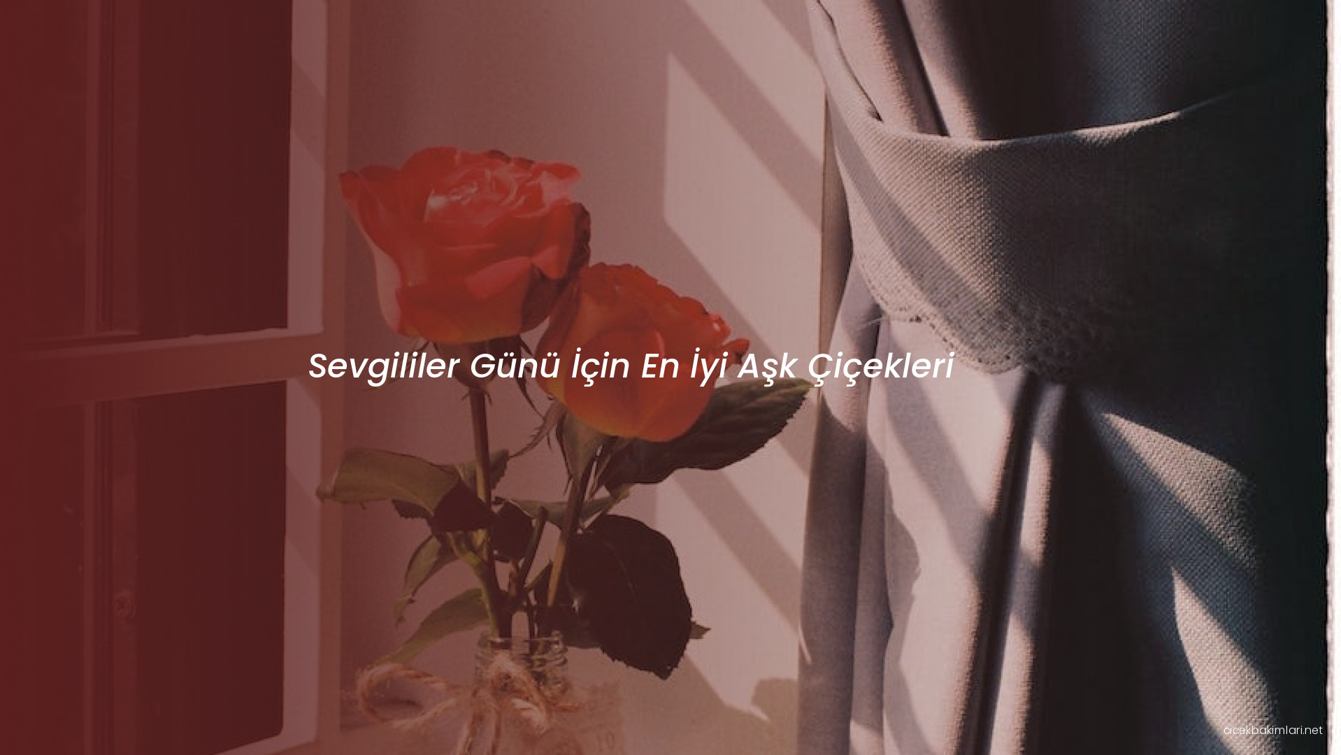 Sevgililer Günü İçin En İyi Aşk Çiçekleri