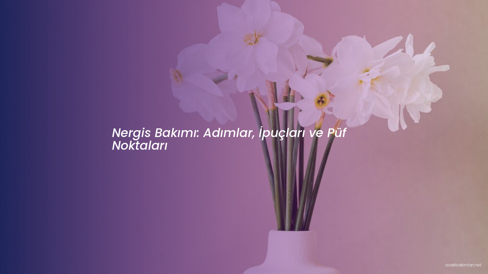 Nergis Bakımı: Adımlar, İpuçları ve Püf Noktaları