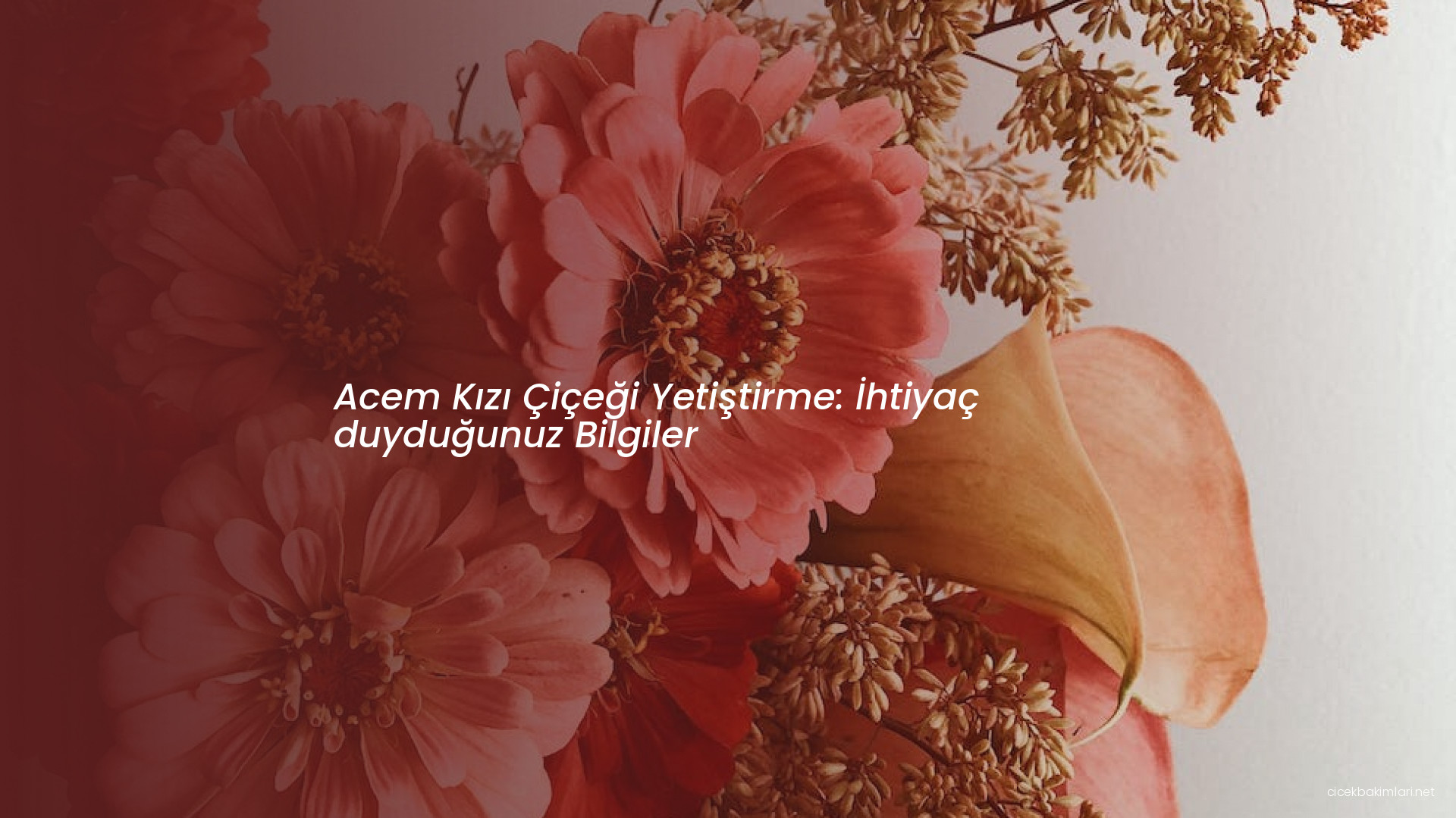 Acem Kızı Çiçeği Yetiştirme: İhtiyaç duyduğunuz Bilgiler