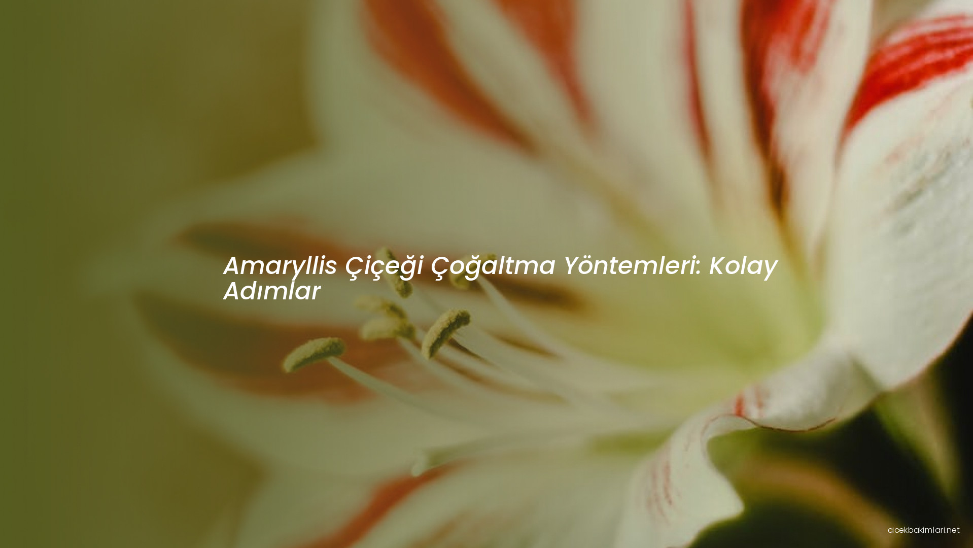 Amaryllis Çiçeği Çoğaltma Yöntemleri: Kolay Adımlar