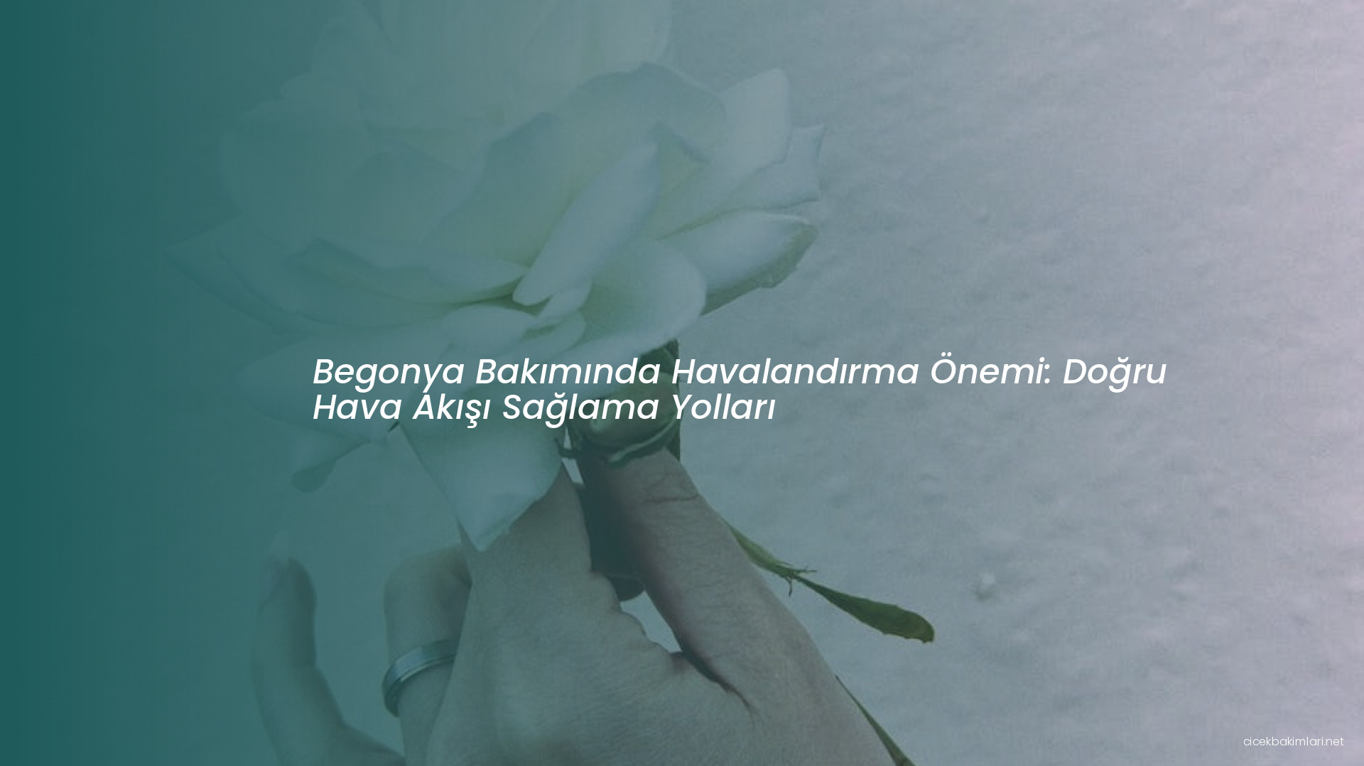 Begonya Bakımında Havalandırma Önemi: Doğru Hava Akışı Sağlama Yolları