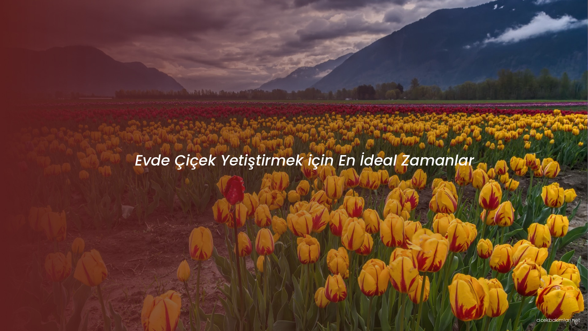 Evde Çiçek Yetiştirmek için En İdeal Zamanlar
