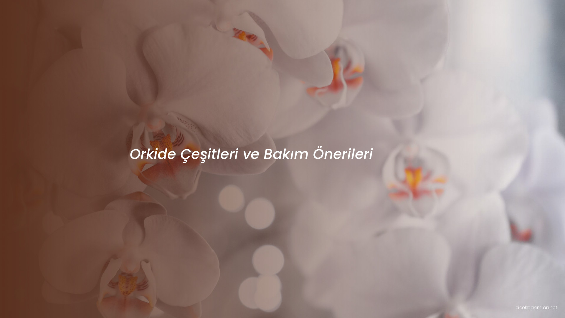 Orkide Çeşitleri ve Bakım Önerileri