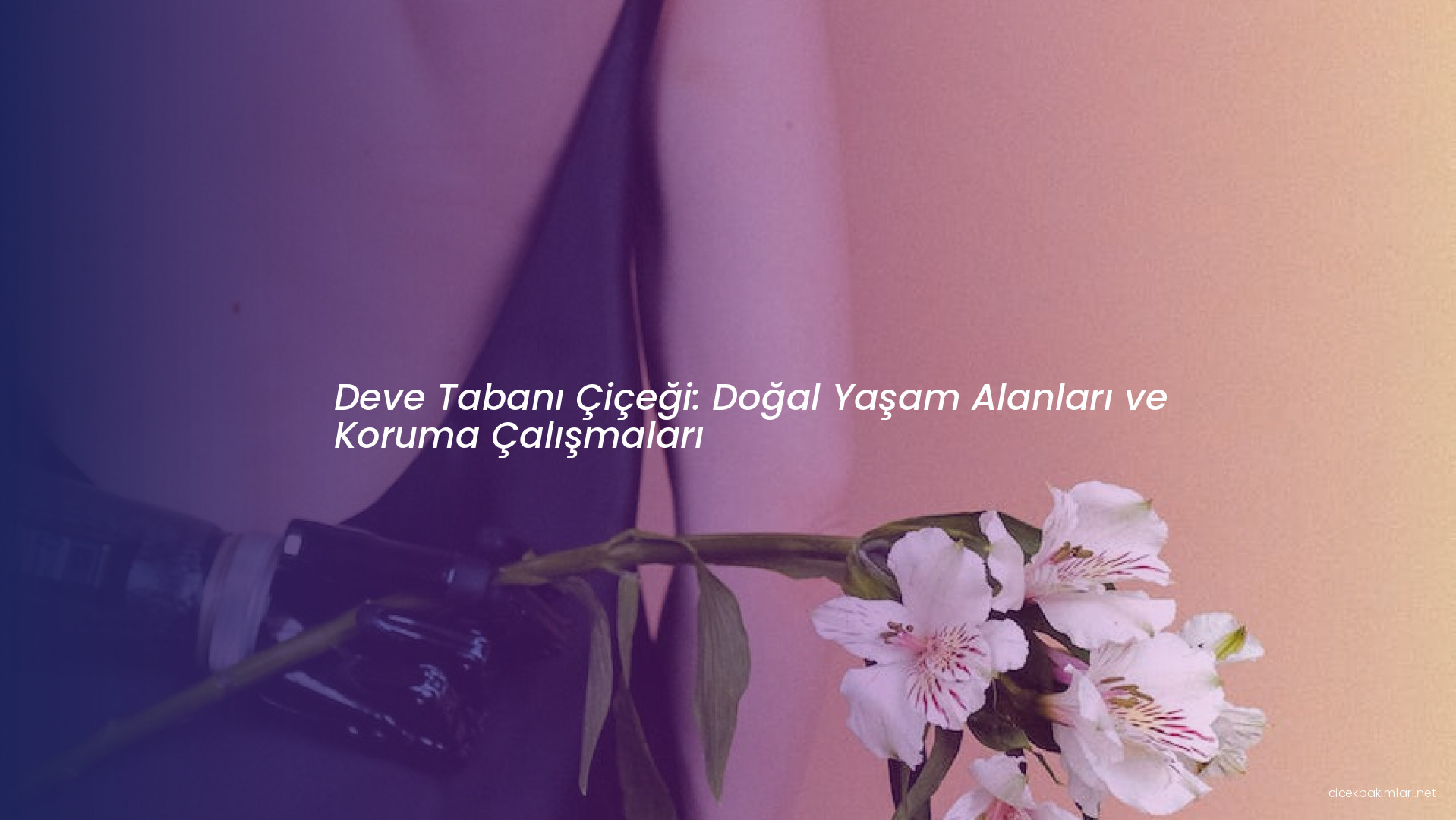 Deve Tabanı Çiçeği: Doğal Yaşam Alanları ve Koruma Çalışmaları