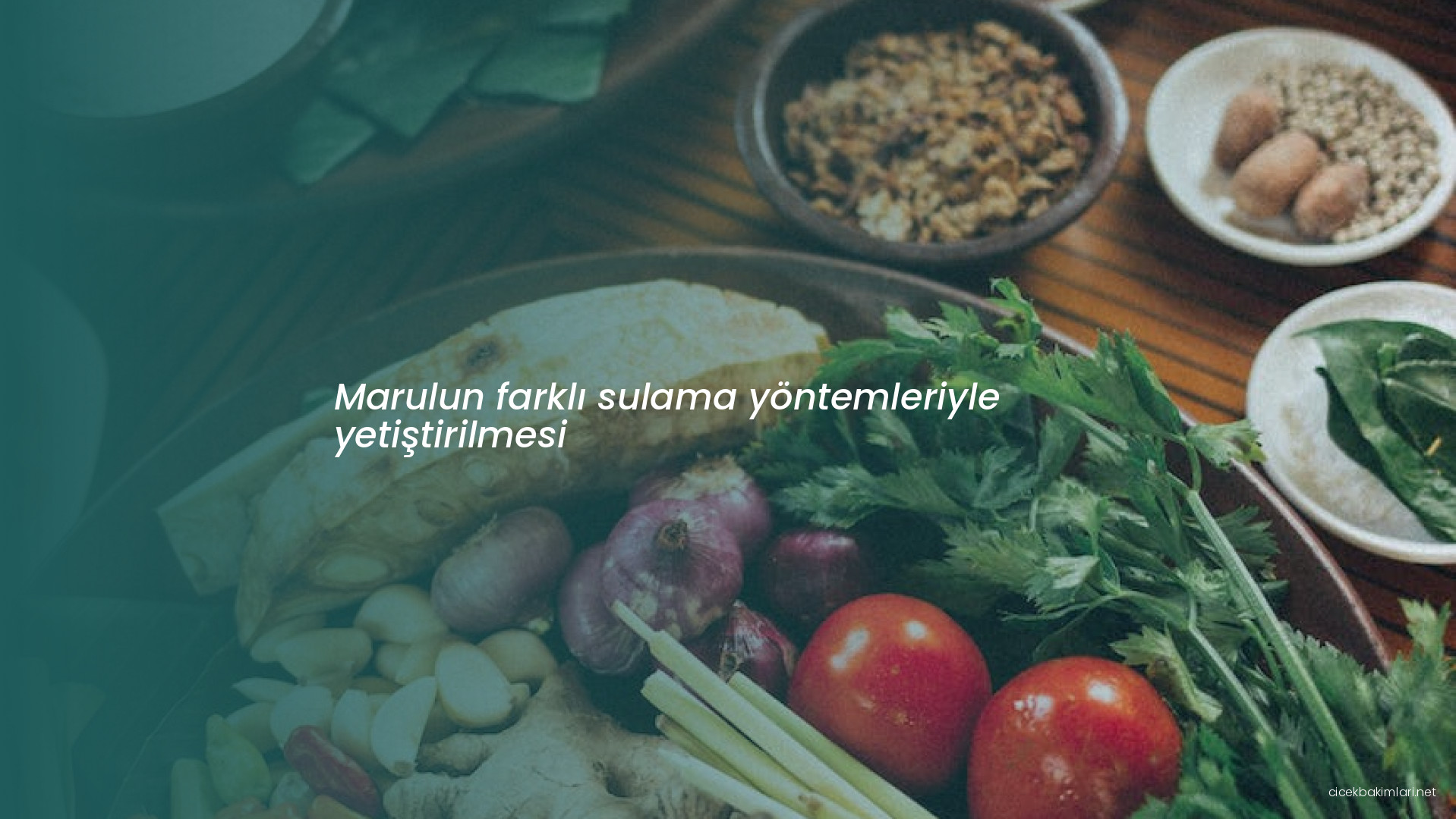 Marulun farklı sulama yöntemleriyle yetiştirilmesi