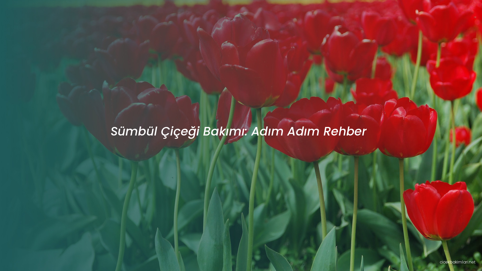 Sümbül Çiçeği Bakımı: Adım Adım Rehber
