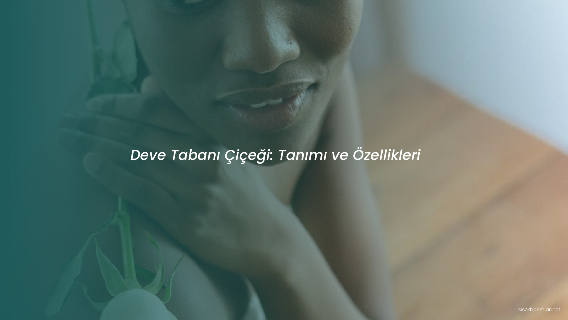 Deve Tabanı Çiçeği: Tanımı ve Özellikleri