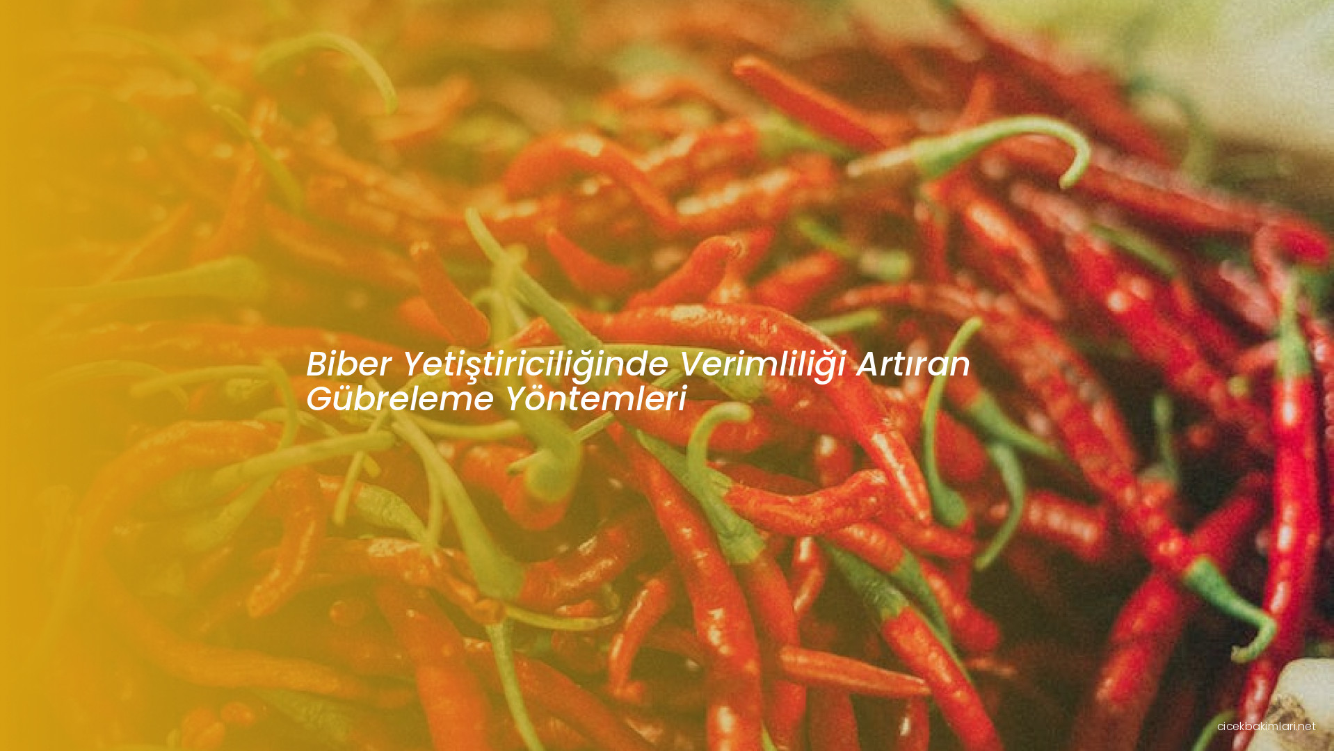 Biber Yetiştiriciliğinde Verimliliği Artıran Gübreleme Yöntemleri