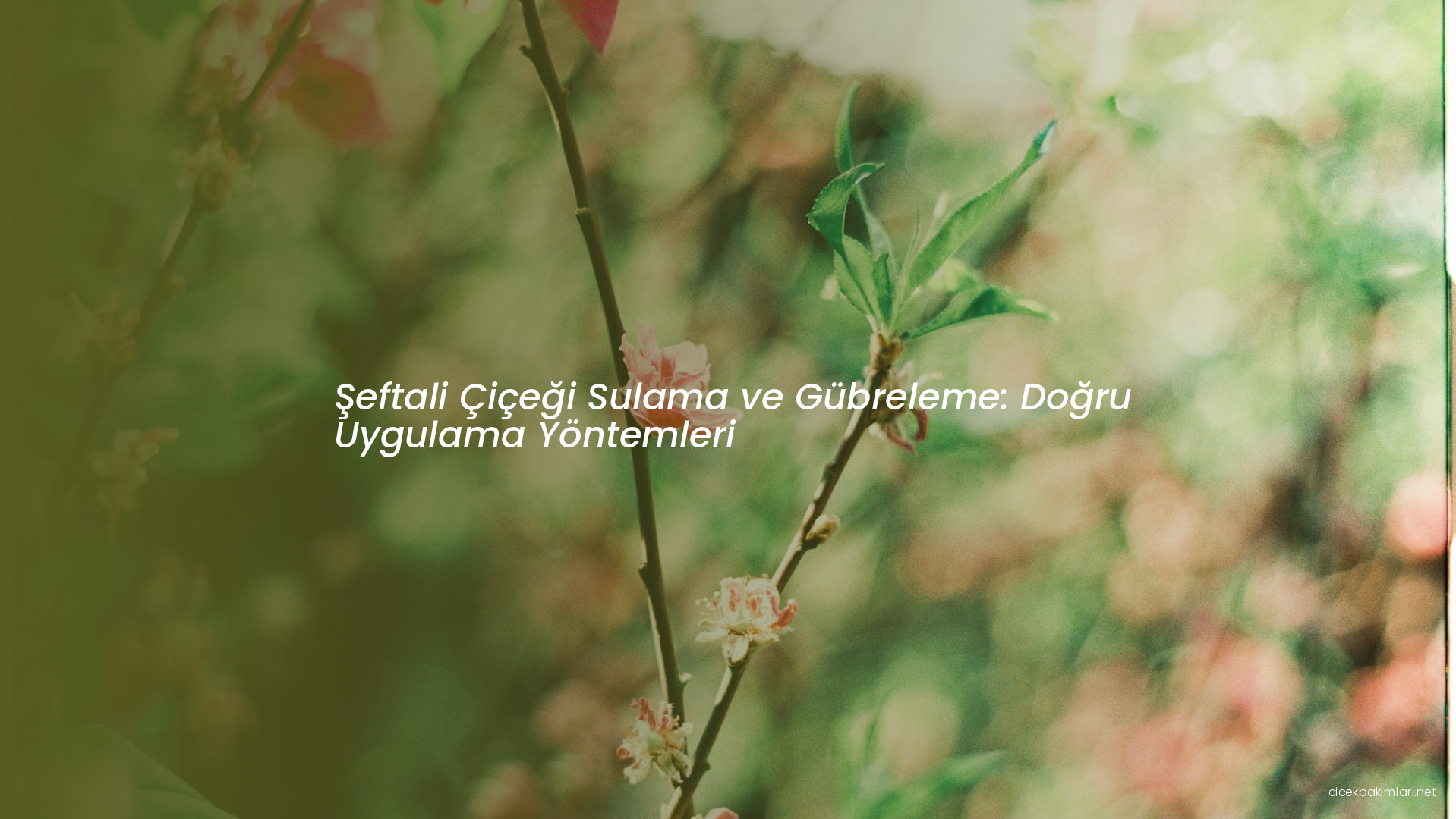 Şeftali Çiçeği Sulama ve Gübreleme: Doğru Uygulama Yöntemleri