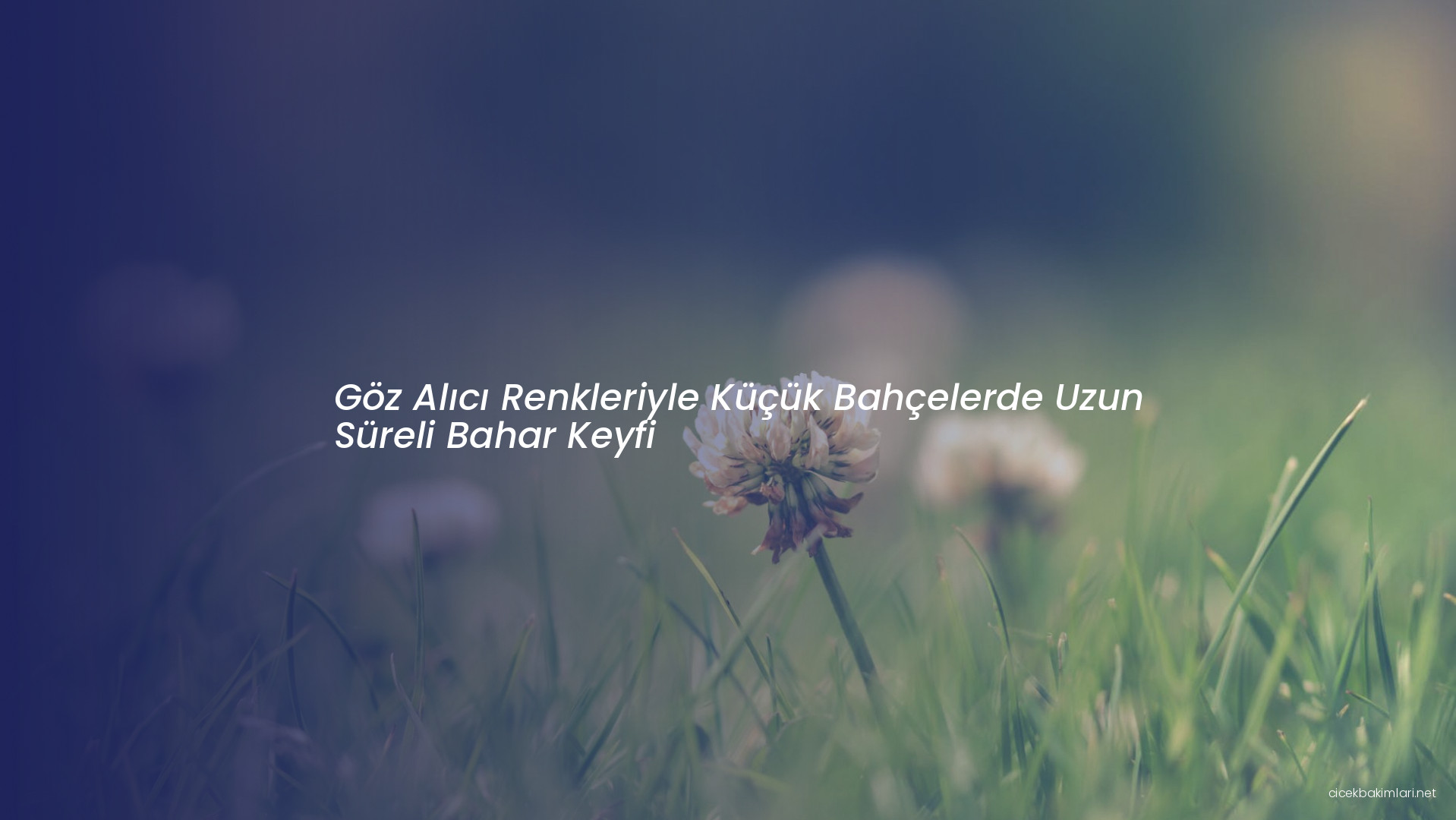 Göz Alıcı Renkleriyle Küçük Bahçelerde Uzun Süreli Bahar Keyfi