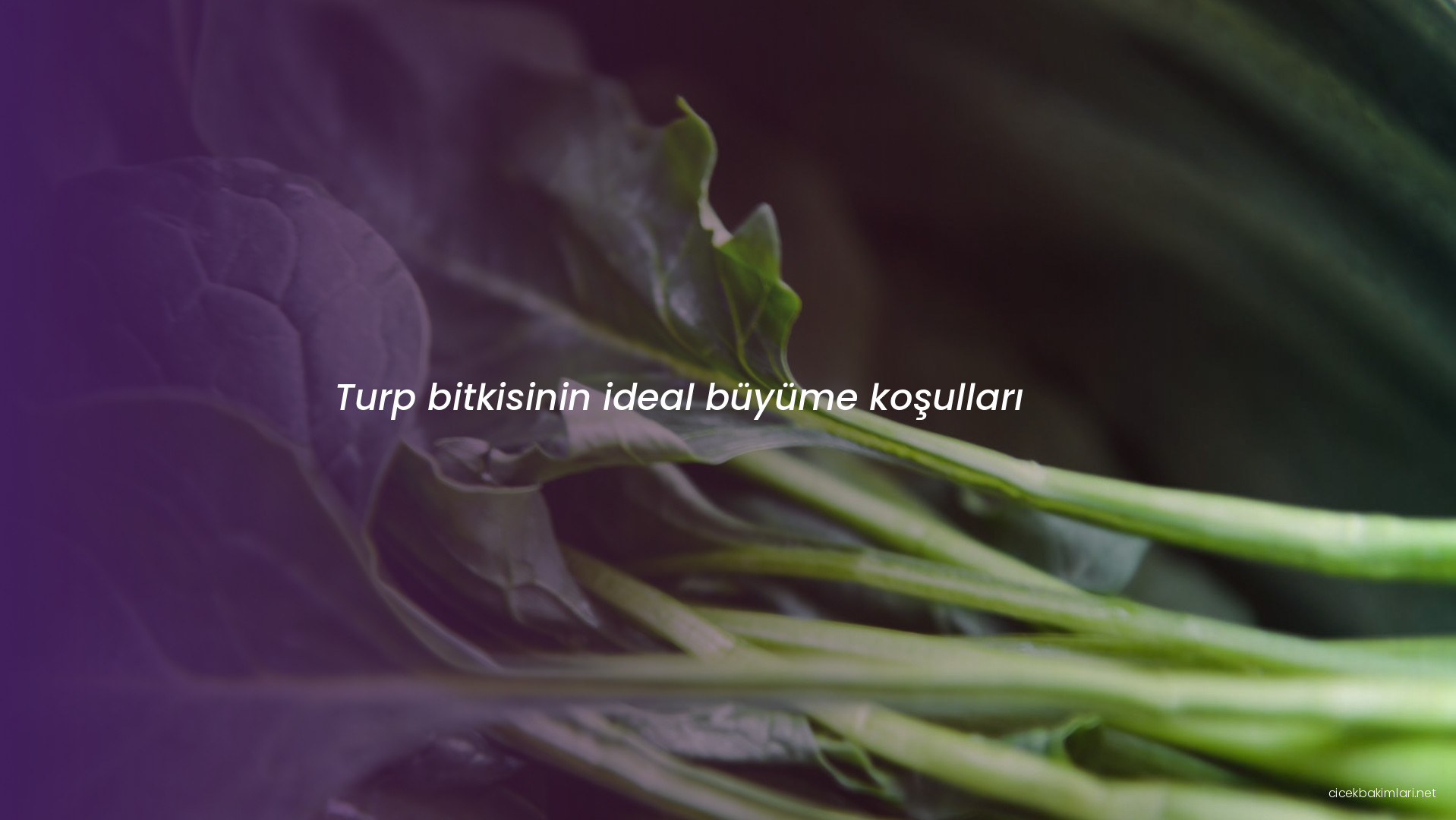 Turp bitkisinin ideal büyüme koşulları