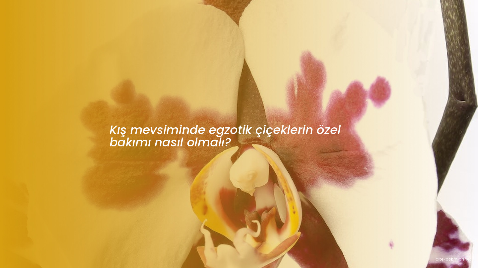 Kış mevsiminde egzotik çiçeklerin özel bakımı nasıl olmalı?