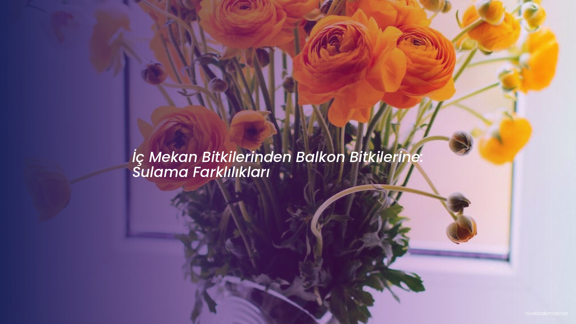 İç Mekan Bitkilerinden Balkon Bitkilerine: Sulama Farklılıkları