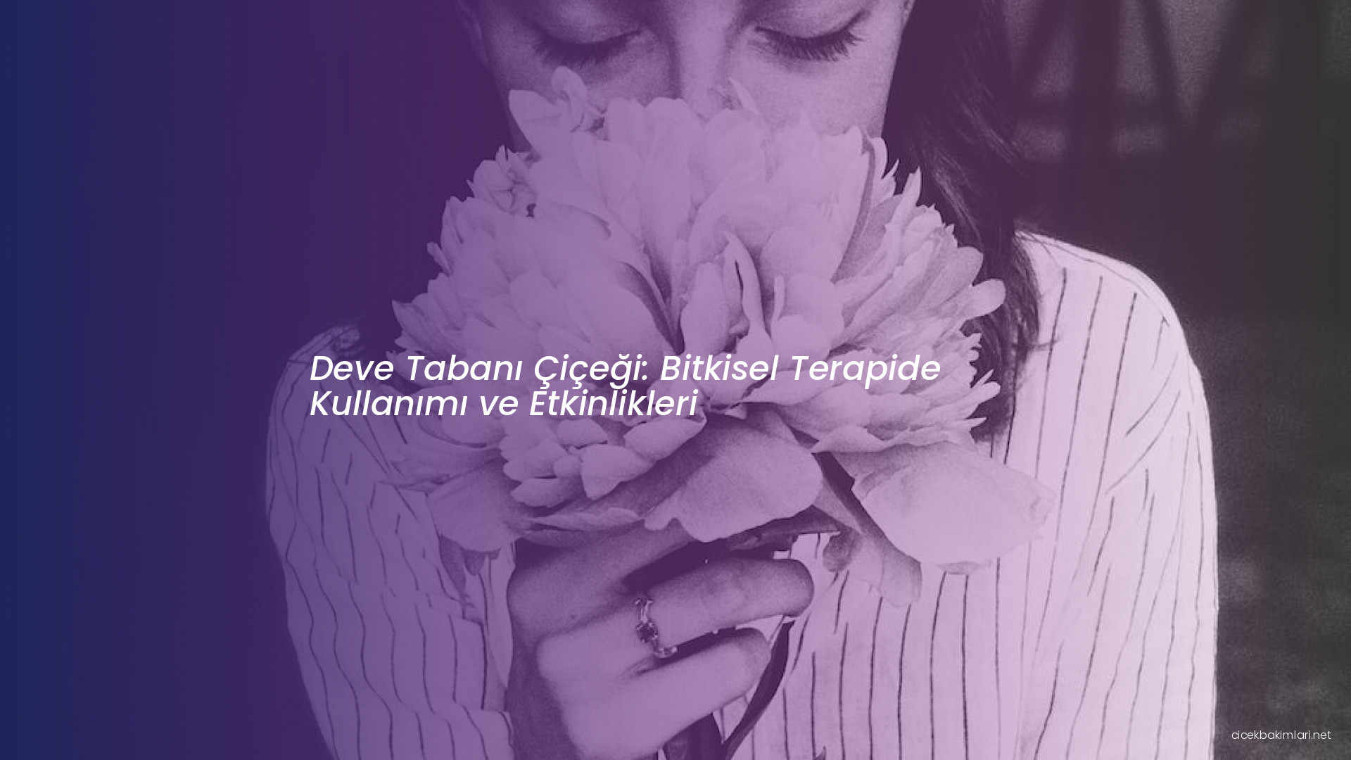 Deve Tabanı Çiçeği: Bitkisel Terapide Kullanımı ve Etkinlikleri