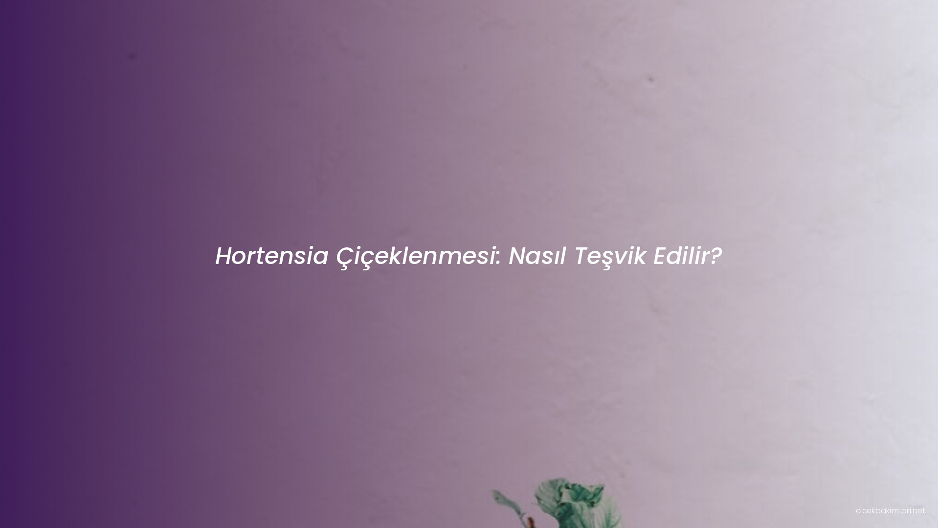 Hortensia Çiçeklenmesi: Nasıl Teşvik Edilir?