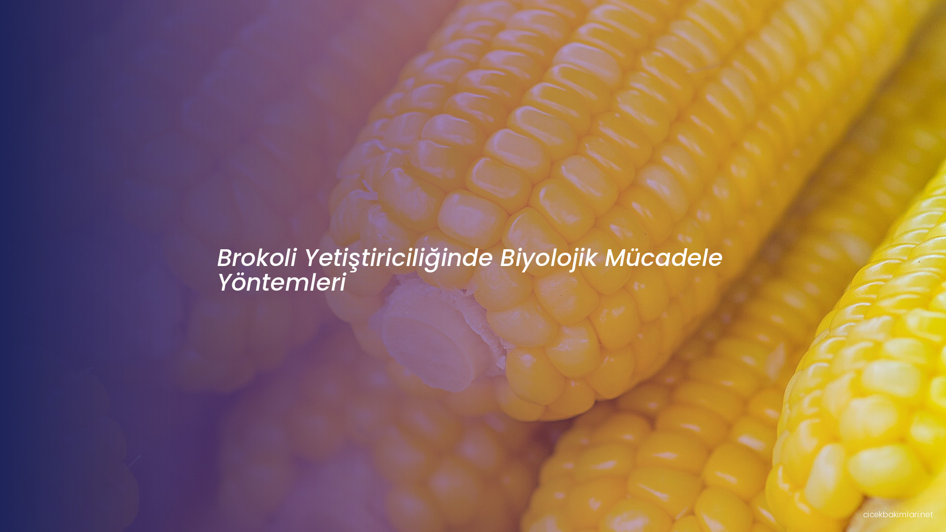 Brokoli Yetiştiriciliğinde Biyolojik Mücadele Yöntemleri