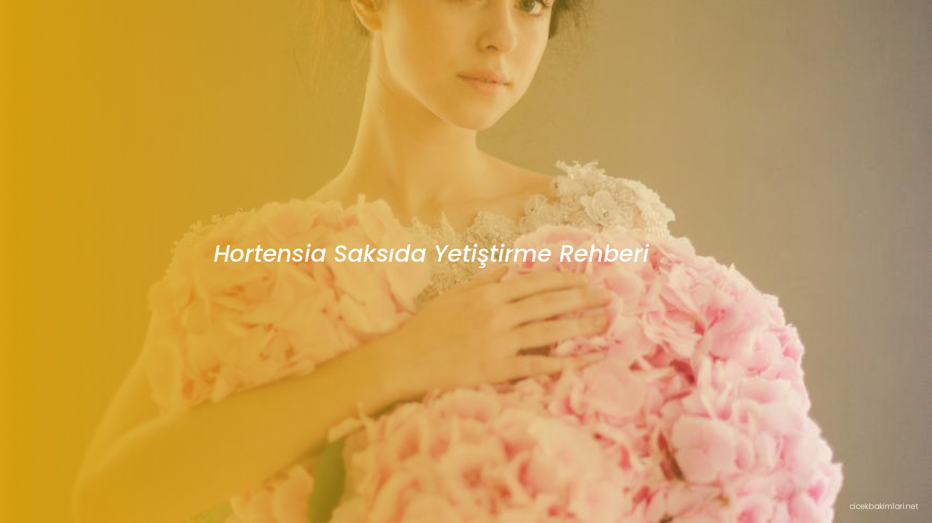 Hortensia Saksıda Yetiştirme Rehberi