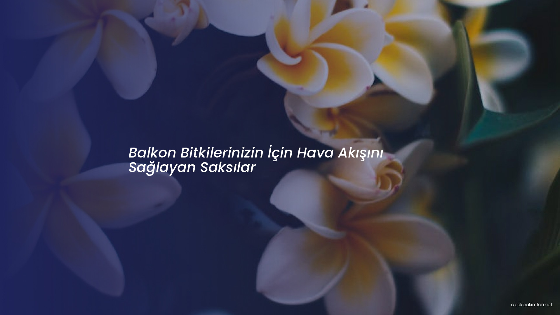 Balkon Bitkilerinizin İçin Hava Akışını Sağlayan Saksılar