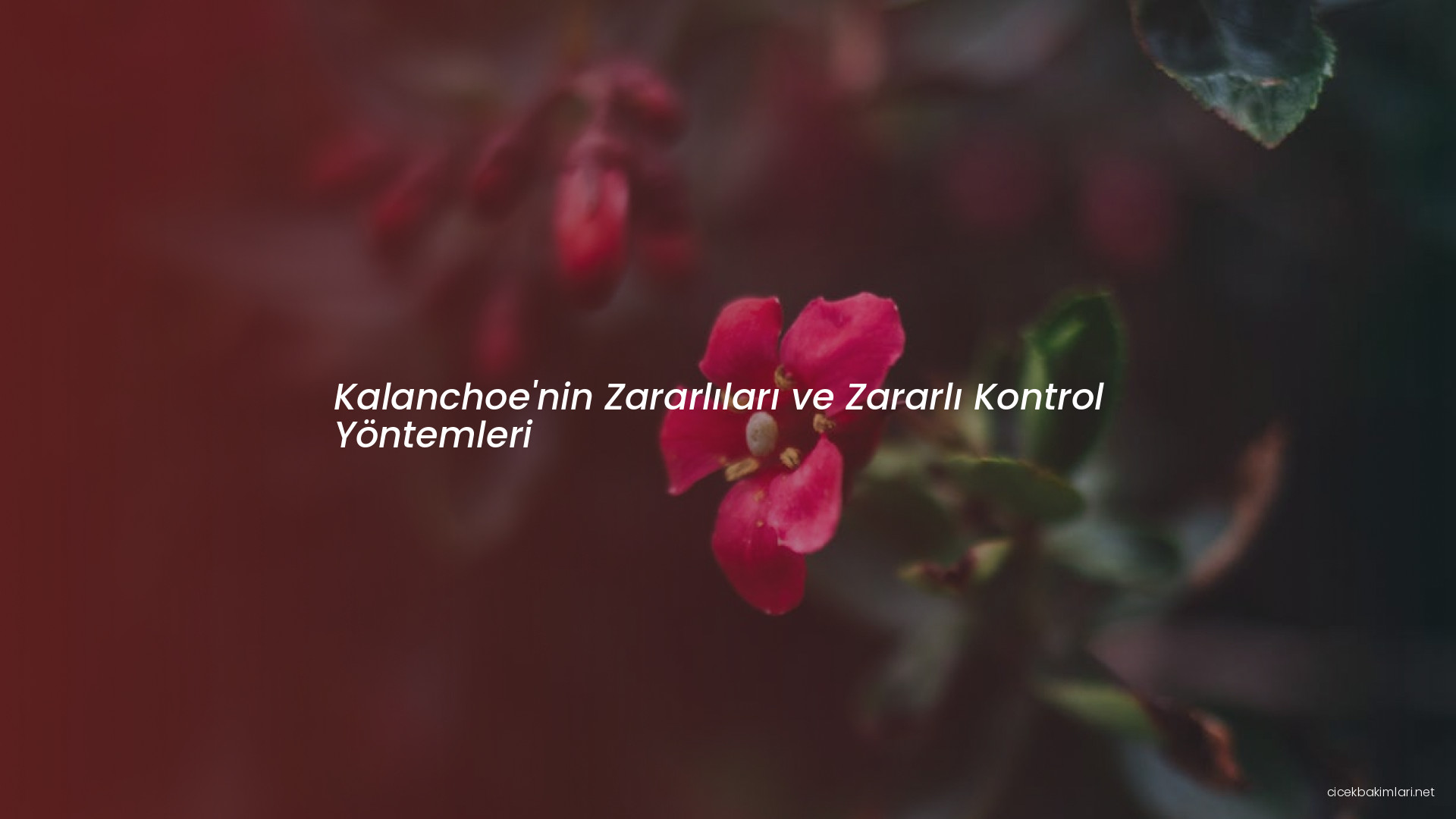 Kalanchoe'nin Zararlıları ve Zararlı Kontrol Yöntemleri
