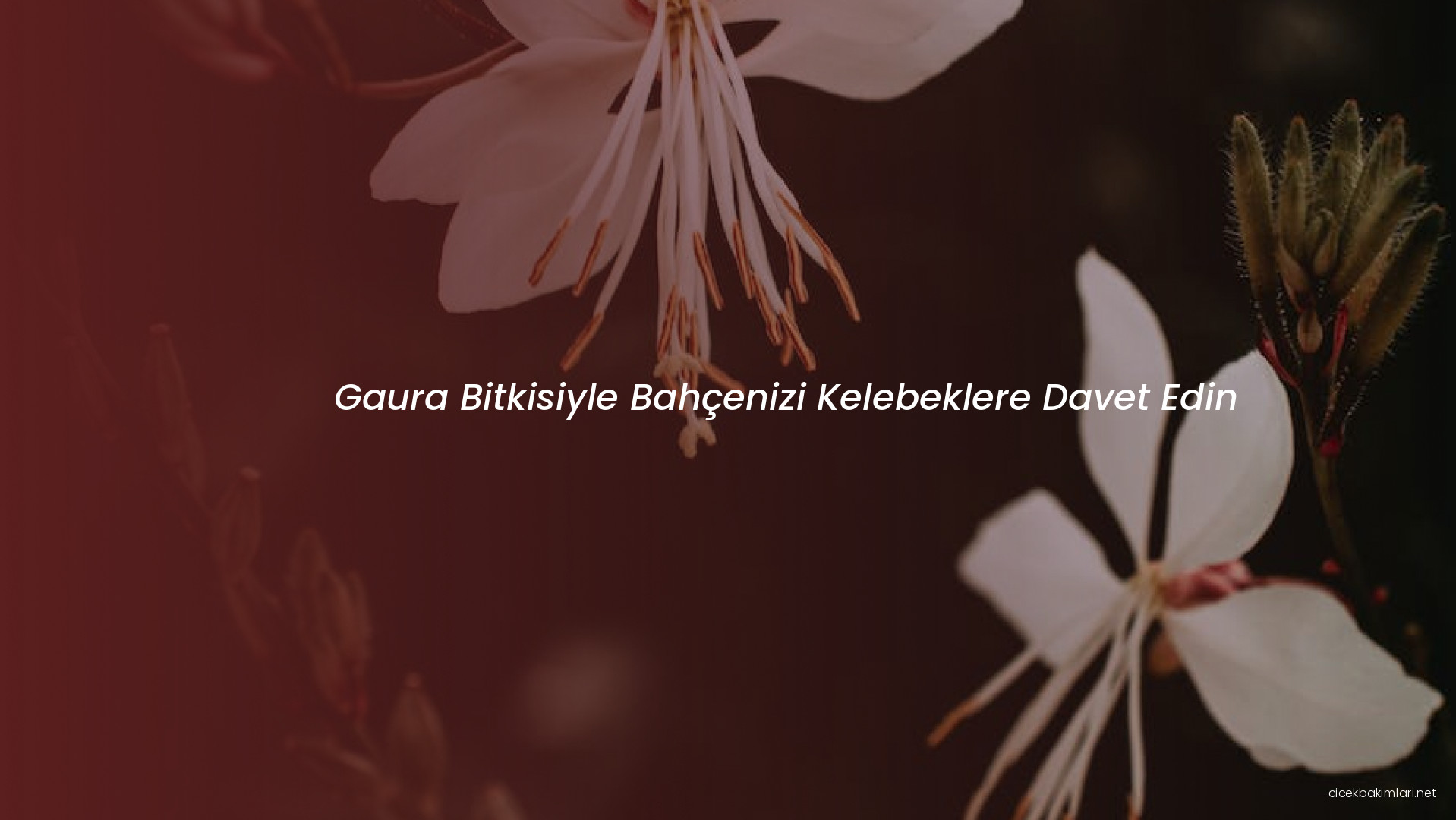 Gaura Bitkisiyle Bahçenizi Kelebeklere Davet Edin