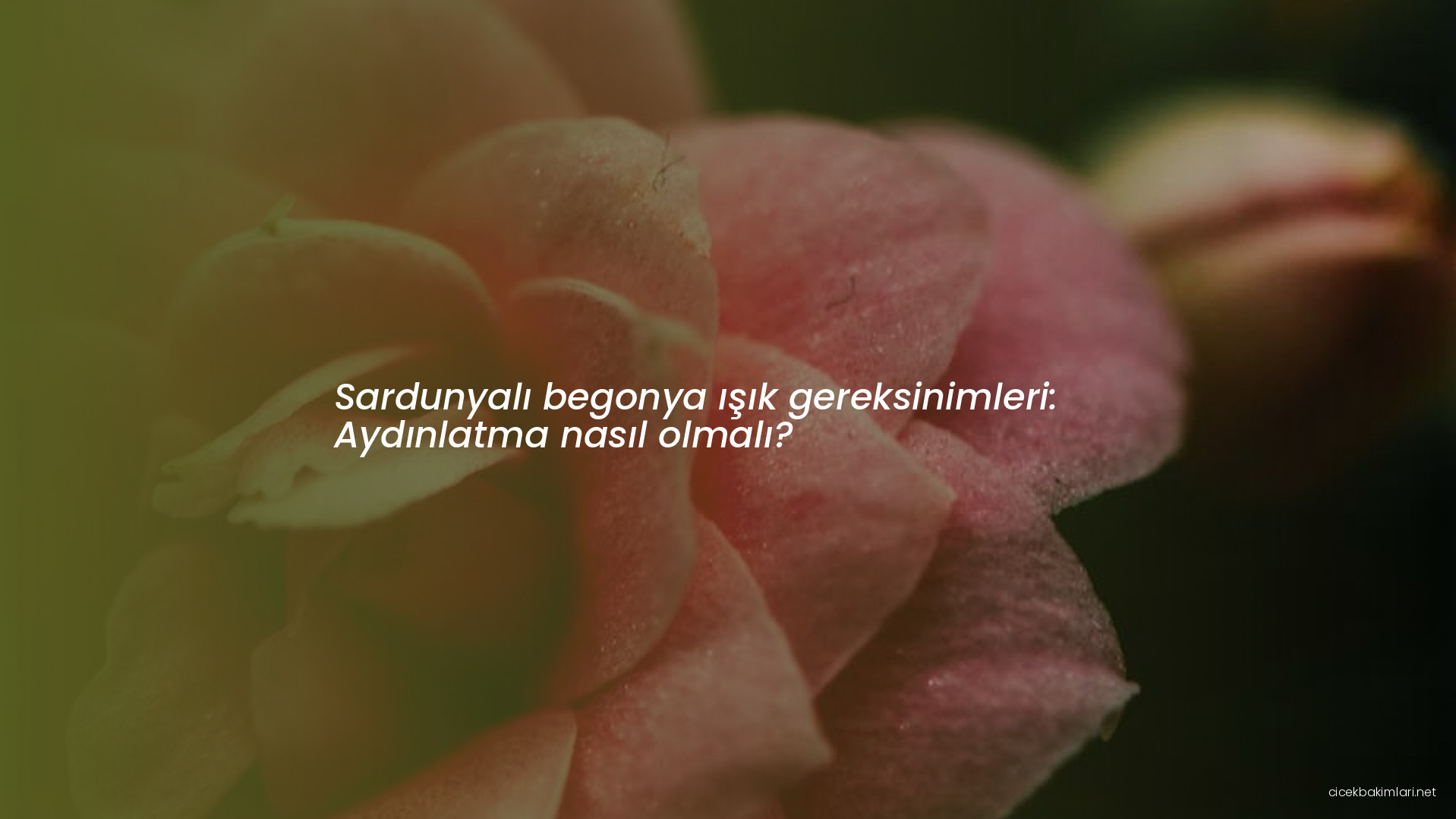 Sardunyalı begonya ışık gereksinimleri: Aydınlatma nasıl olmalı?