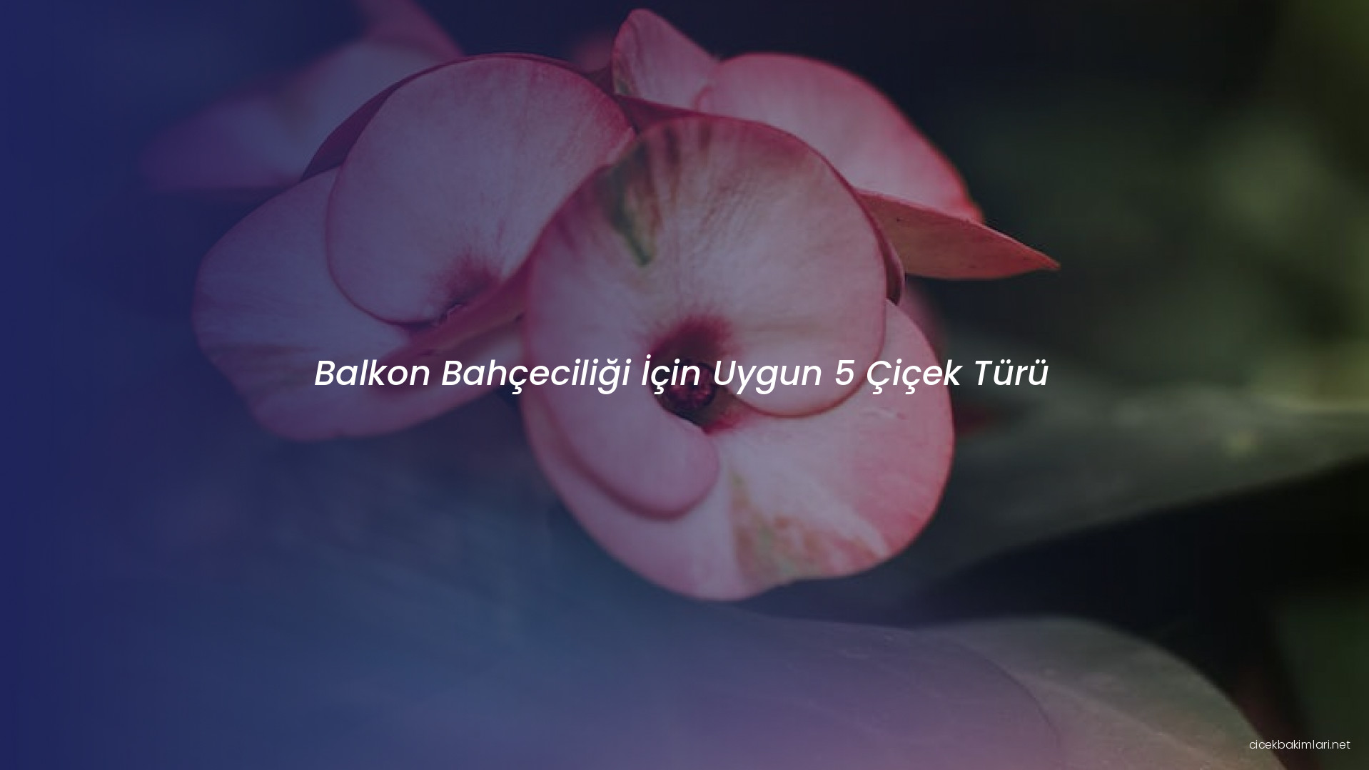 Balkon Bahçeciliği İçin Uygun 5 Çiçek Türü
