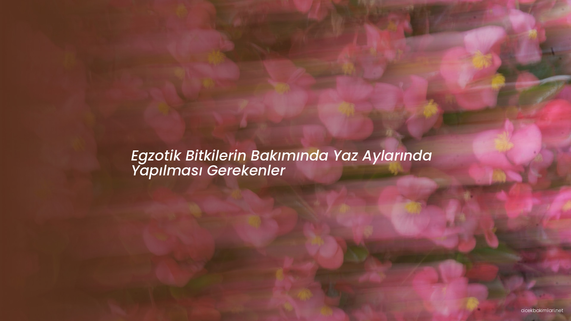 Egzotik Bitkilerin Bakımında Yaz Aylarında Yapılması Gerekenler