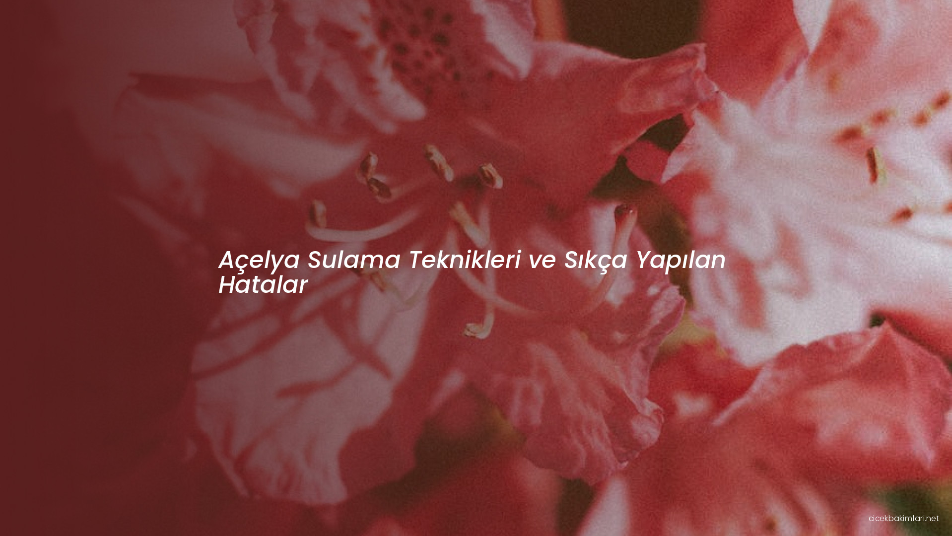 Açelya Sulama Teknikleri ve Sıkça Yapılan Hatalar