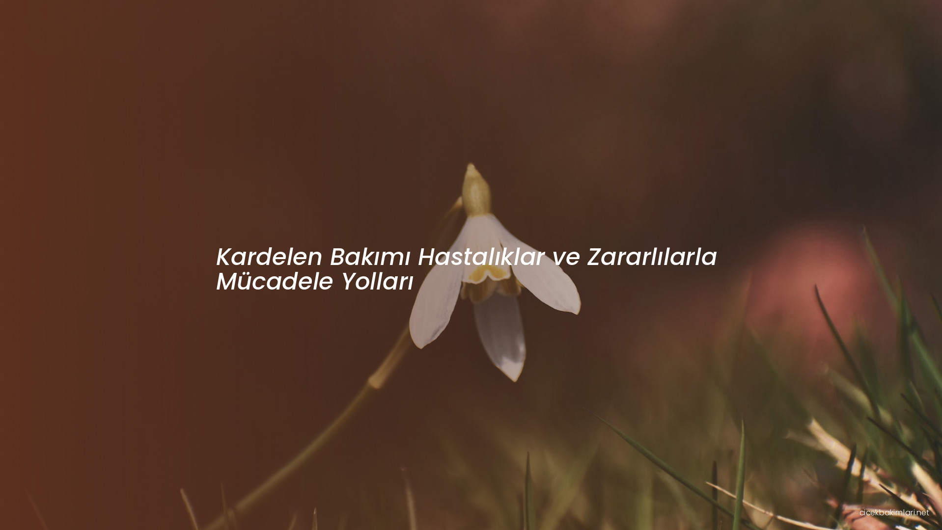 Kardelen Bakımı Hastalıklar ve Zararlılarla Mücadele Yolları