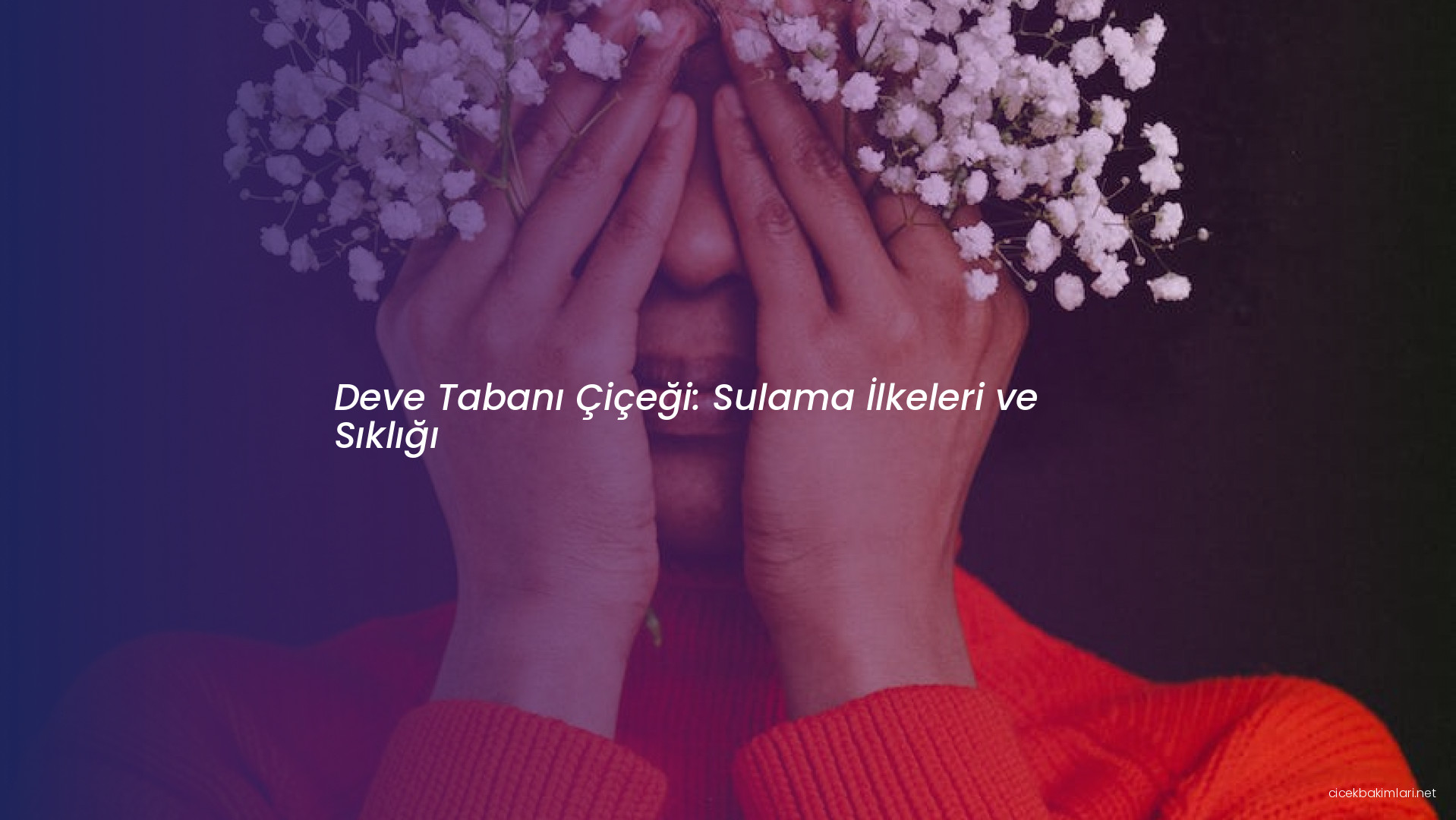 Deve Tabanı Çiçeği: Sulama İlkeleri ve Sıklığı