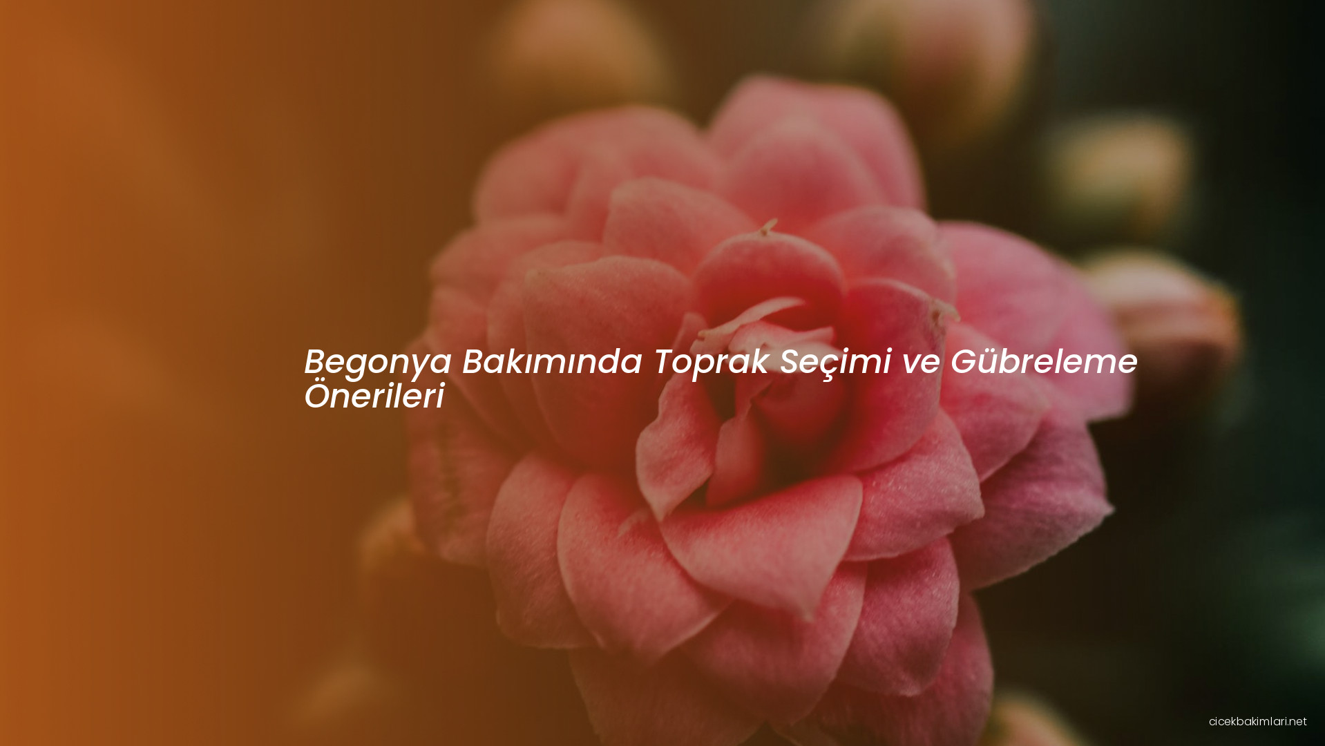 Begonya Bakımında Toprak Seçimi ve Gübreleme Önerileri