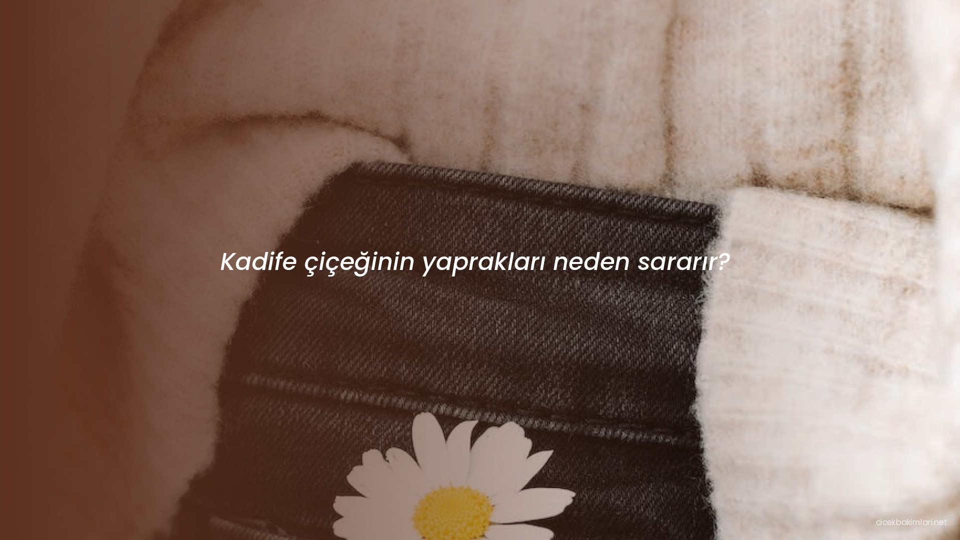 Kadife çiçeğinin yaprakları neden sararır?