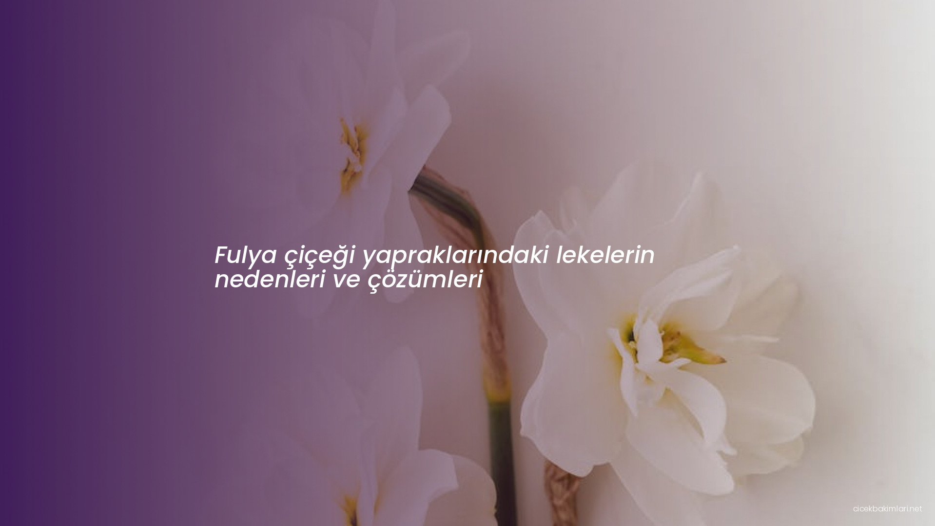 Fulya çiçeği yapraklarındaki lekelerin nedenleri ve çözümleri