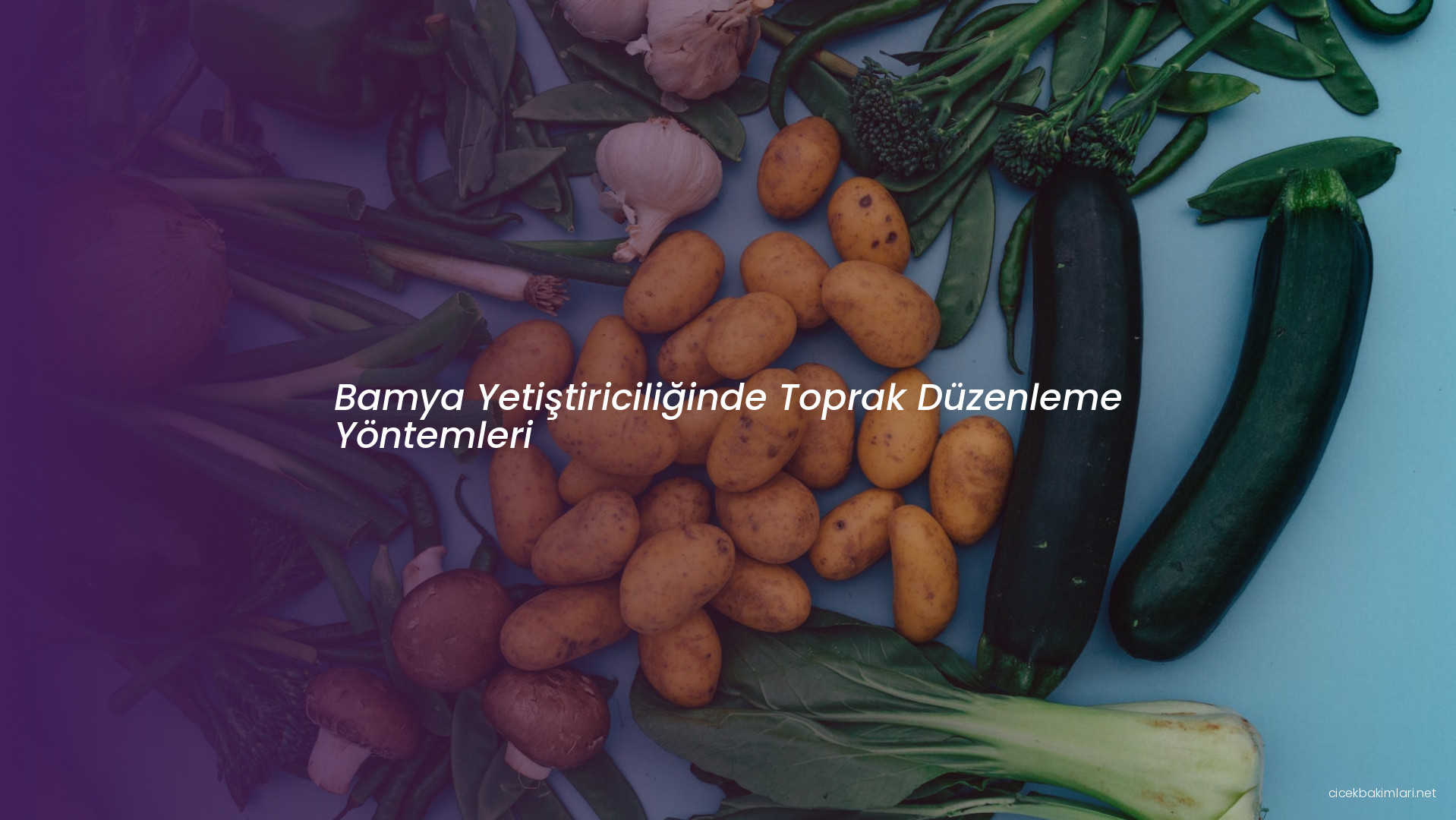 Bamya Yetiştiriciliğinde Toprak Düzenleme Yöntemleri
