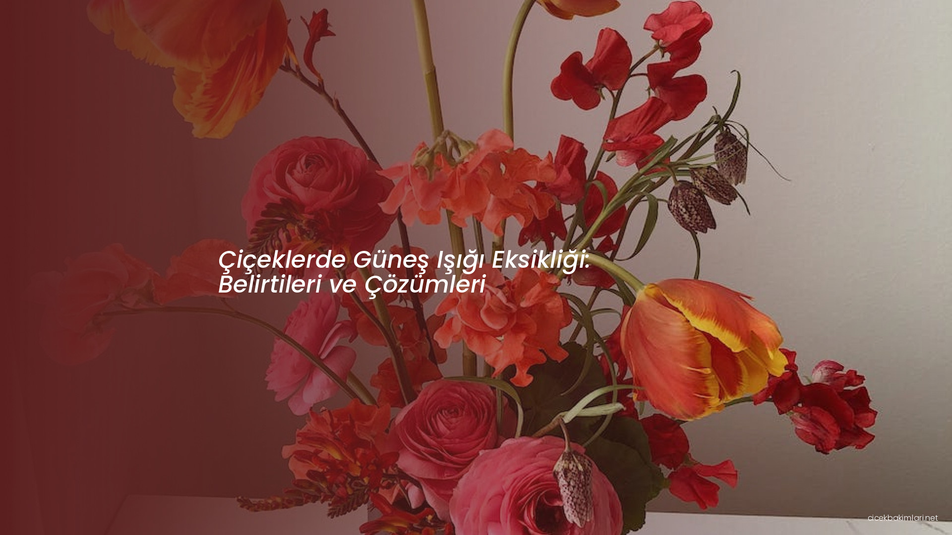 Çiçeklerde Güneş Işığı Eksikliği: Belirtileri ve Çözümleri