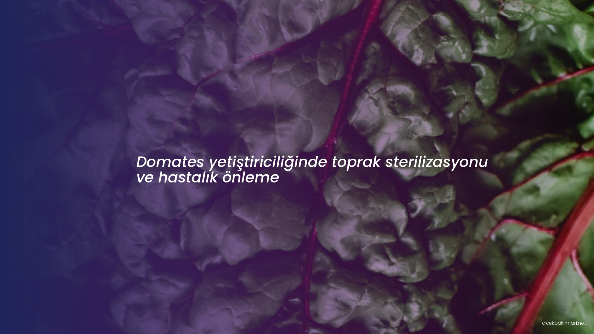Domates yetiştiriciliğinde toprak sterilizasyonu ve hastalık önleme