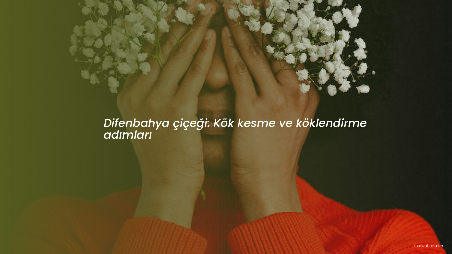 Difenbahya çiçeği: Kök kesme ve köklendirme adımları