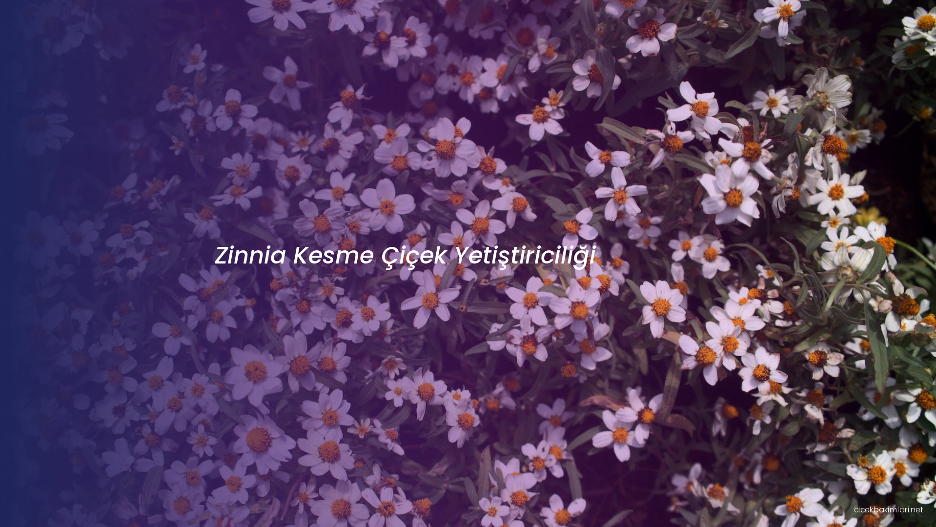 Zinnia Kesme Çiçek Yetiştiriciliği