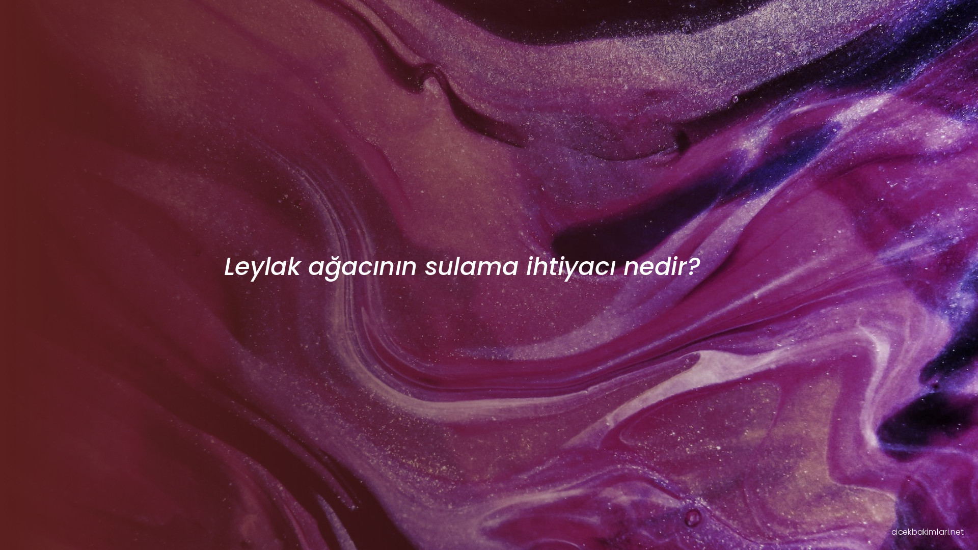 Leylak ağacının sulama ihtiyacı nedir?